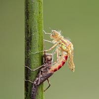 Large Red Damselfly emerging 1 